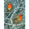  Wild Birds Pocket Notebook: Robin – Sarah Ross-Thompson (Határidőnapló)