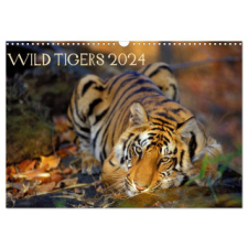  Wild Tigers 2024 (Wall Calendar 2024 DIN A3 landscape), CALVENDO 12 Month Wall Calendar naptár, kalendárium