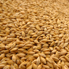 WINNER-FOOD Mag csomagolt zab 600 ml/300 g (ZAB) madáreledel
