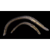 ZozoBaits RibWorm 85 - Gold Pearl - 15db